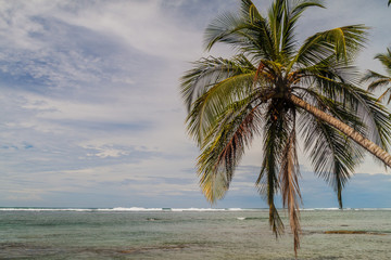 Fototapeta premium Palm and the sea in Cahuita National Park, Costa Rica