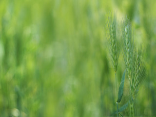 Young spikelets on the field. Natural green background