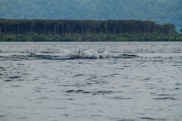 Dolphins in Bocas del Toro archipelago, Panama