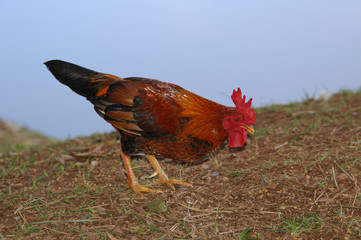 colorfull rooster