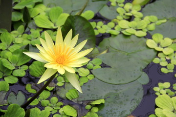 Victoria amazonica with flowers float on the water's surface 