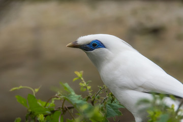 Bali myna (Leucopsar rothschildi) in profile. Critically endangered bird aka Rothschild's mynah, Bali starling, or Bali mynah