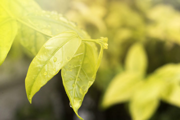 Fototapeta na wymiar water drop on green leaf after raining