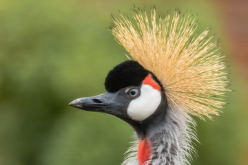 East African grey crowned crane (Balearica regulorum gibbericeps) portrait. National bird of Uganda in the family Gruidae, close up of head and neck