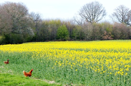 free range chicken eggs in field of oil seed rape background copy space stock, photo, photograph, image, picture