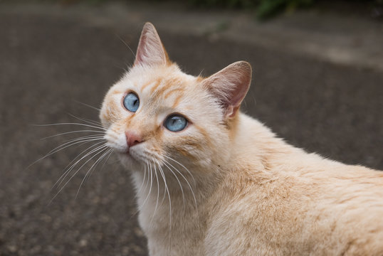 Chat qui louche
