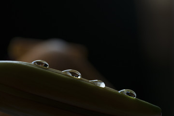 Lily Bud Pod with Water Drops