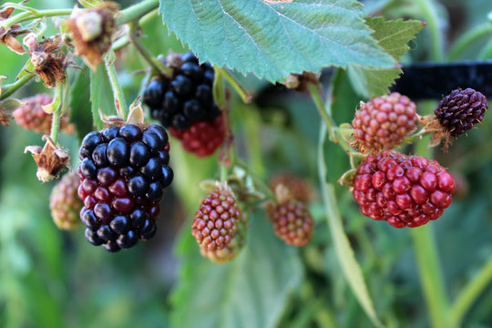 Nature food - blackberries bunch on a farm