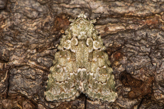 Marbled green moth (Cryphia muralis) at rest on bark. British moth in the family Noctuidae well camouflaged against background