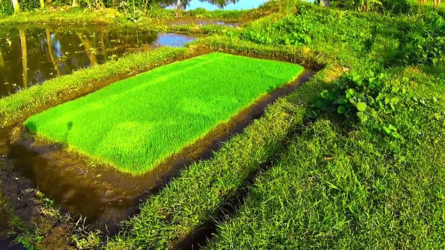 small palnt of rise, waiting for new rice field to grow