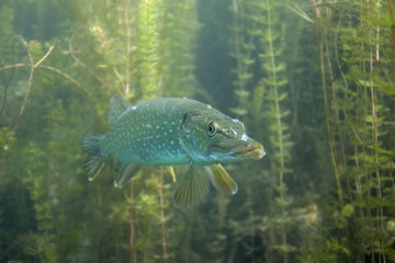 northern pike, esox lucius, czech dive