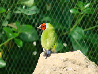 The Gouldian finch or Erythrura gouldiae, male, aka the Lady Gouldian finch, Goulds finch or the rainbow finch