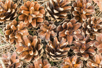 Fallen pine cones on the grass and needles in a natural environment