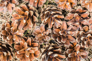 Fallen pine cones on the grass and needles in a natural environment