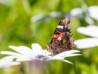 Red Admiral Butterfly