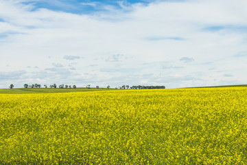 Canola Field 