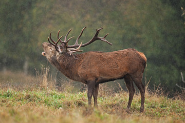 red deer, cervus elaphus, Czech republic