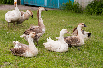Flock of geese on the grass near the fence