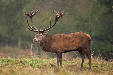 red deer, cervus elaphus, Czech republic