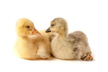 two little gosling isolated on white background