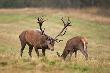 red deer, cervus elaphus, Czech republic