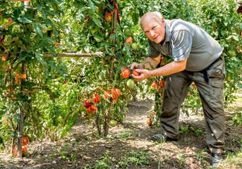 Senior man picks tomatoes from the plant in his garden