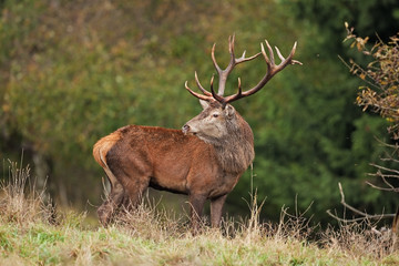 red deer, cervus elaphus, Czech republic