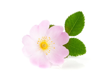 Rosehip flower with leaf isolated on white background