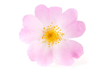 Rosehip flower isolated on white background © kolesnikovserg