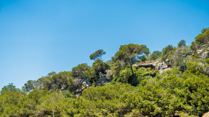 Fototapeta na wymiar Wald auf Mallorca