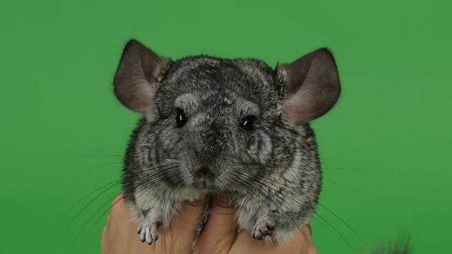 Lovely gray little chinchilla hug with both hands. Green screen