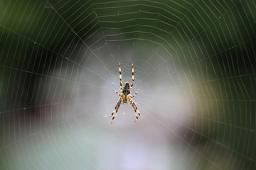 Spider in the spider web