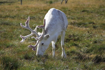 reindeer in nature