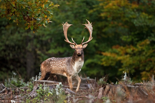 fallow deer, dama dama, Czech republic