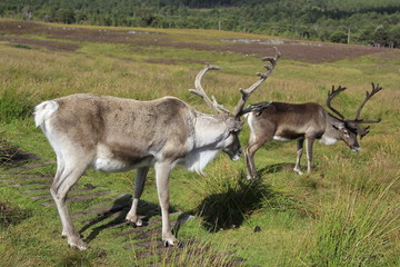 Naklejka na ściany i meble reindeer in nature