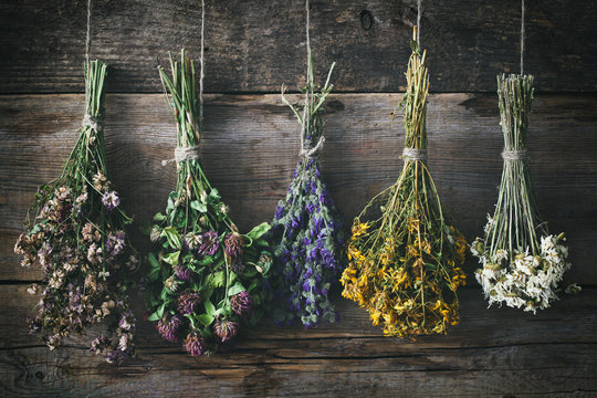 Hanging bunches of medicinal herbs and flowers. Herbal medicine. Retro toned.
