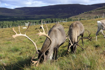 reindeer in nature
