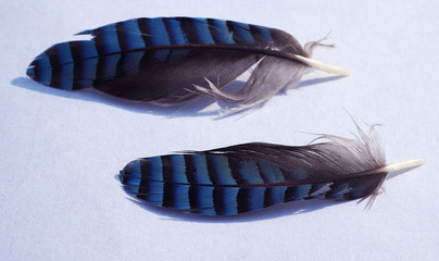 two blue jay little feather