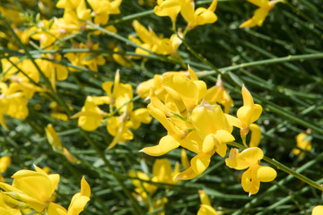 Yellow Flowers Bloom Across Image