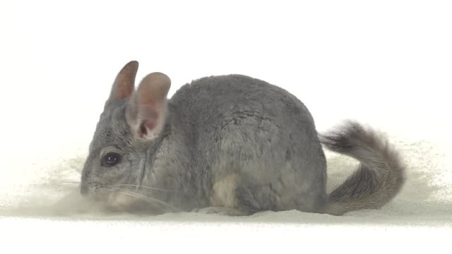 Chinchilla is bathed in sand for cleansing fur. White background