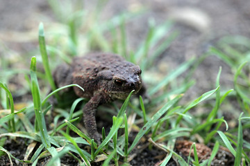 big dark toad on the grass