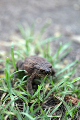 Fototapeta premium big dark toad on the grass