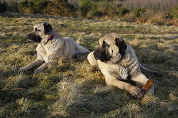 dogs laying on the grass, kangals