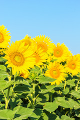 Flowers of yellow sunflowers on the background of blue sky
