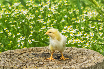 Chicken on a stump in a summer spring day
