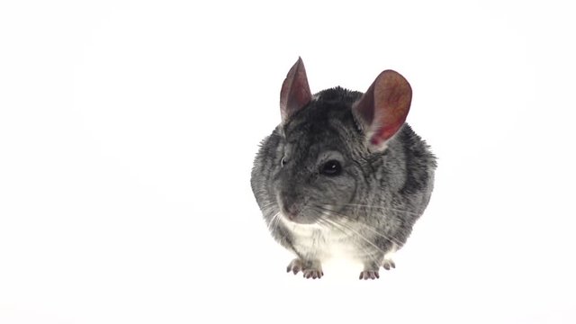 Gray chinchilla listened warily and ran away in slow motion