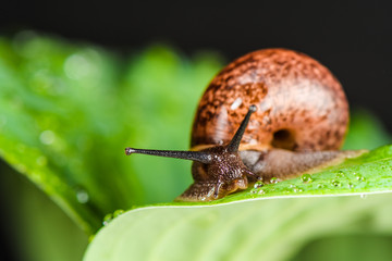 Snail crawling on the leaf isolated on a black background