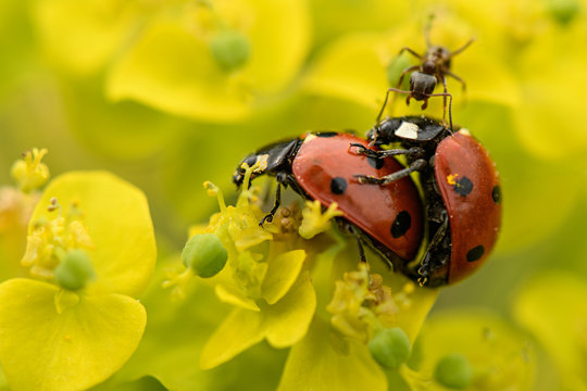 Mating Multicoloured Asian ladybirds ladybugs Harmonia axyridis The process of mating ladybugs on the flowers