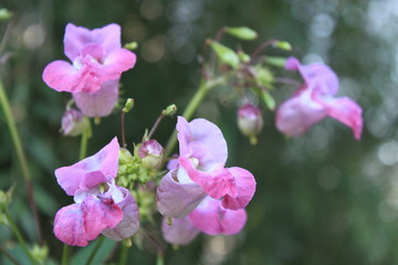 Fototapeta na wymiar Wildblume lila im Sommer