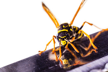Wasp crawling on a knife